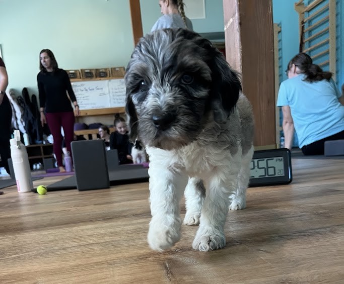 Paws for Cause - Puppy Yoga